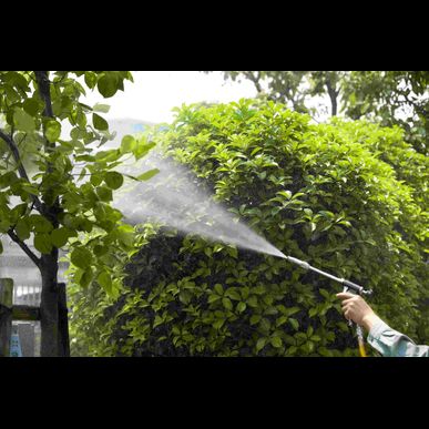 東京で庭木の剪定でしたら便利屋の掃除ベンリまでご依頼ください